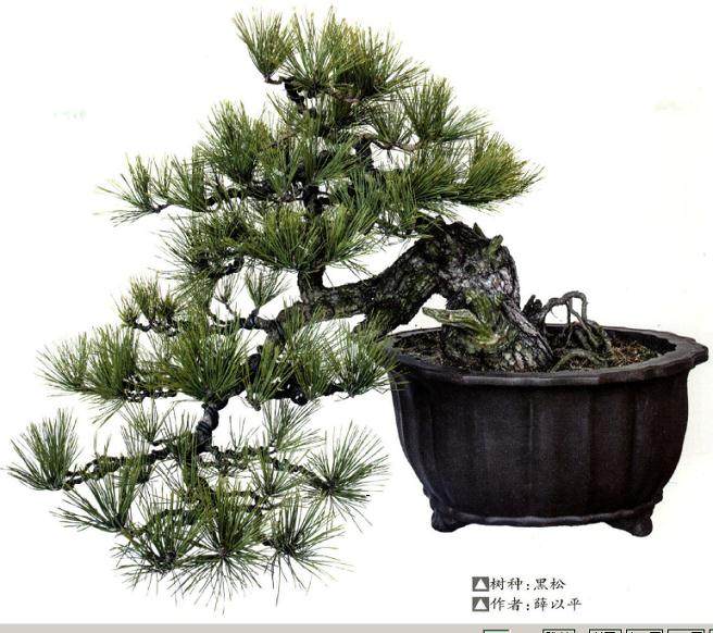 黑松盆景的选材及栽培管理