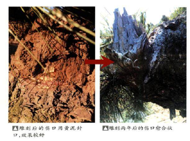 黑松盆景的施肥和上盆管理