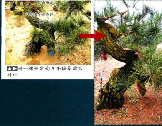 黑松盆景的施肥和上盆管理