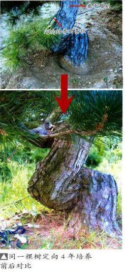 黑松盆景的施肥和上盆管理