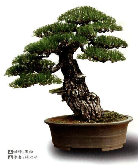 本人制作黑松盆景的几点体会
