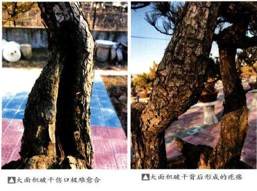 本人制作黑松盆景的几点体会