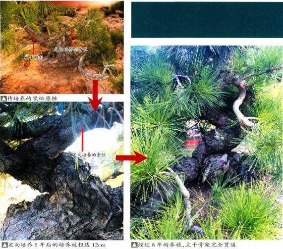 本人制作黑松盆景的几点体会