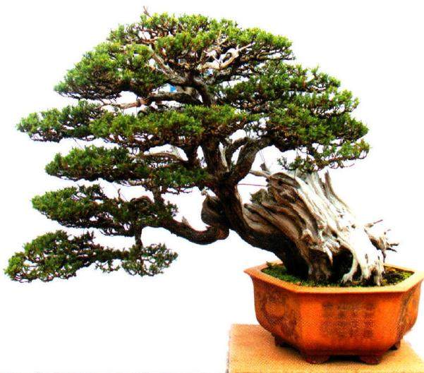 晋江鸿江盆景植物园坐落于福建省晋江市安海镇