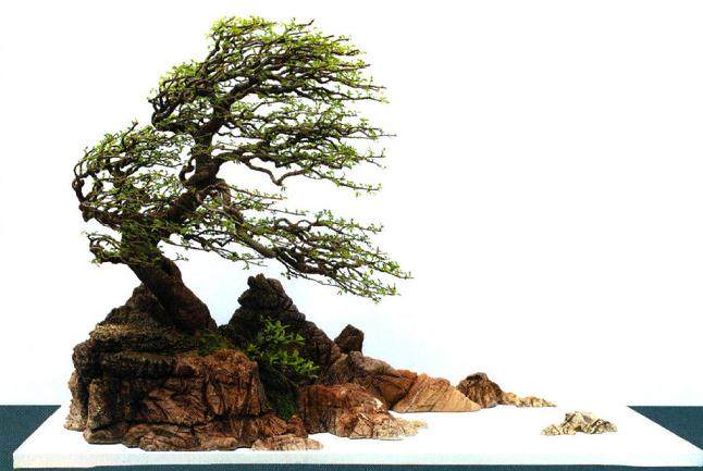 湖北省逸翠园是舒杰强精心打理的一方私家盆景庭院