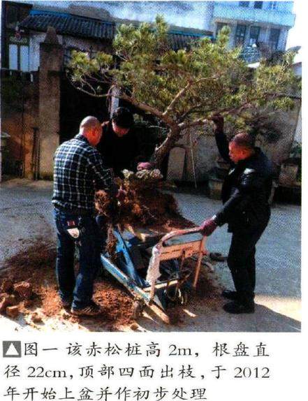 制作松柏盆景要注重对神韵的表达