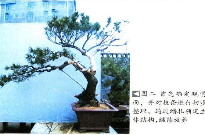 制作松柏盆景要注重对神韵的表达