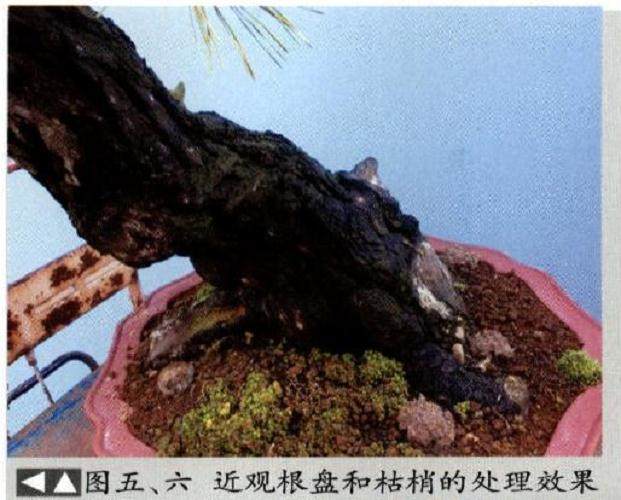 制作松柏盆景要注重对神韵的表达