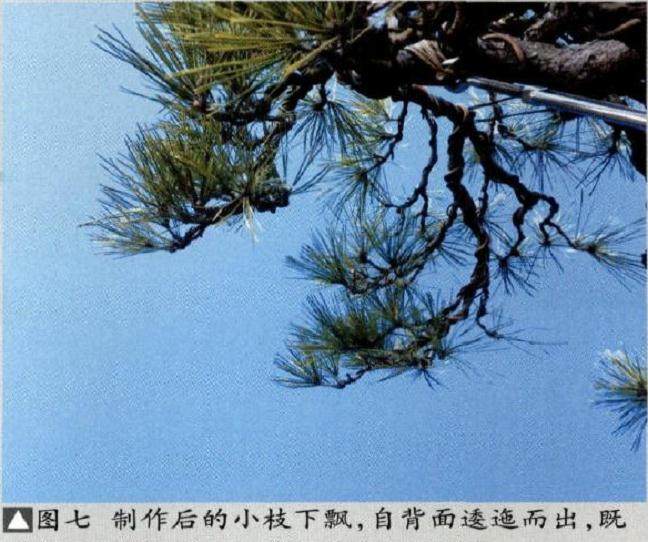 制作松柏盆景要注重对神韵的表达