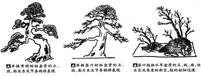 盆景怎么立体构成的4个美学方法