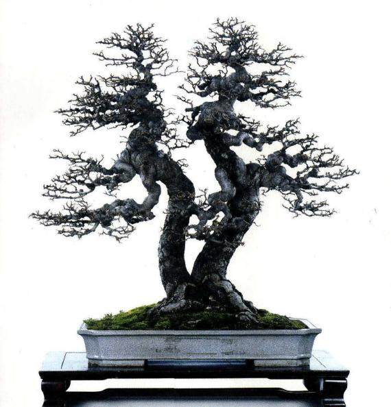 2017广东盆景协会成立30周年会员作品展