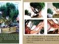 图解 我是如何制作松柏盆景的10个步骤