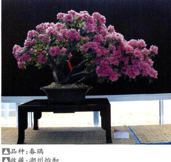 在湖州、嘉善及重庆南山等地 杜鹃盆景已经成为一道靓丽的风景