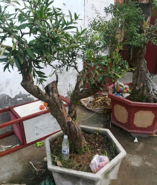 别人不要的树桩做成盆景500块一盆被人买走