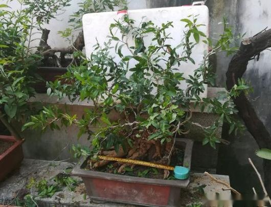 别人不要的树桩做成盆景500块一盆被人买走