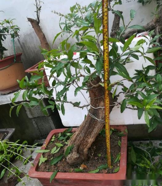 别人不要的树桩做成盆景500块一盆被人买走