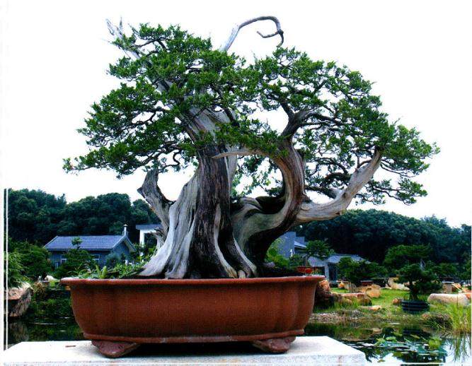 屹苑盆景园是武汉最具规模与品质的高端盆景园