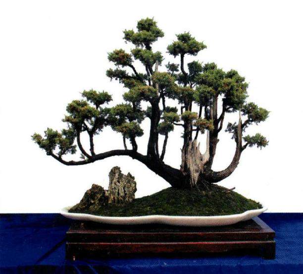 丹江口首届盆景根艺展览会在均州老街成功举办