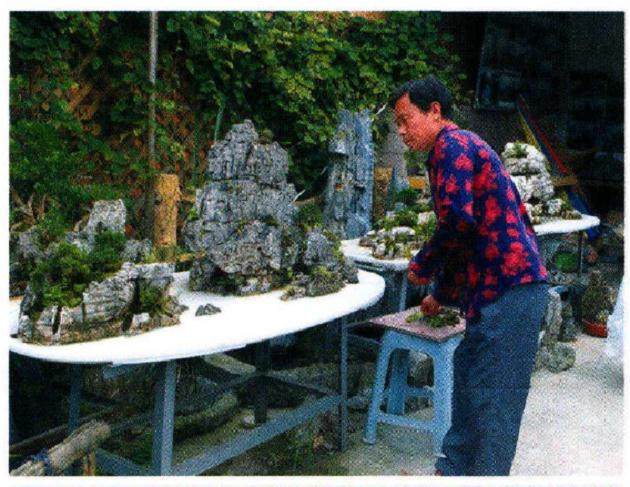 山水盆景总是吸引了许多观众驻足观赏,原因何在?