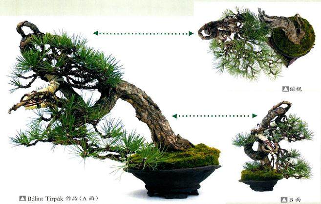 上海国际青年盆景论坛嘉宾介绍（五）