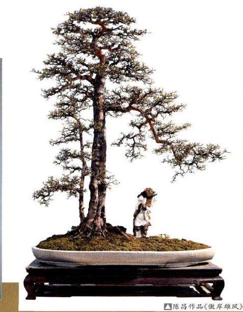 对盆景的鉴赏批评,“气韵生动”为最核心标准