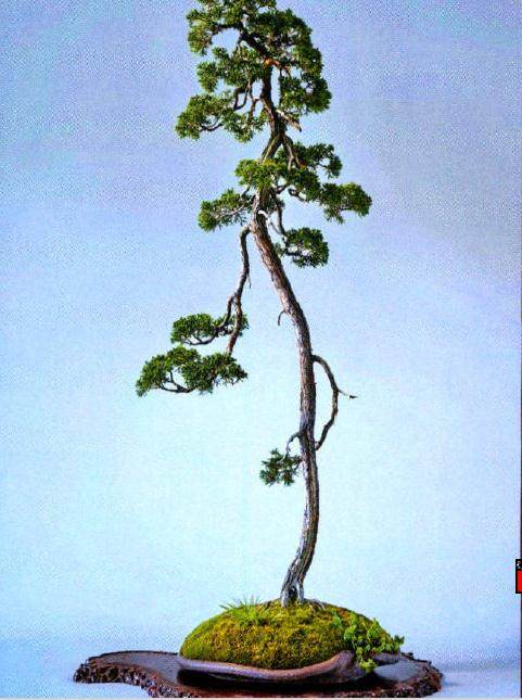 异形盆器恰到好处的提升了盆景的艺术感染力