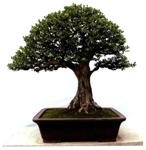 东湖盆景园是一群盆景爱好者建设的一座盆景大观园