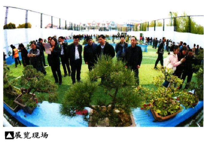 高邮2017春季盆景艺术展于在蝶园市民广场揭开帷幕