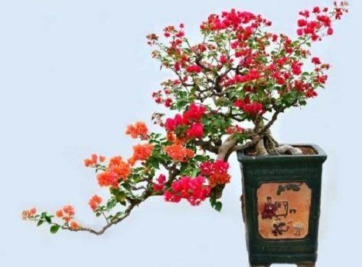 江汉区200盆景助居民消暑降温