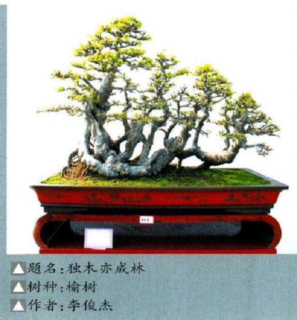 2017中国开封铁塔杯盆景艺术节暨迎春花