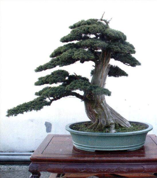 铜陵盆景协会副会长汪守卫先生的私家盆景园