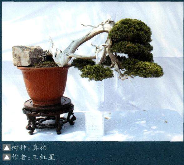 新沂市第三届春山花海旅游文化节在马陵山老梨园隆孟开幕