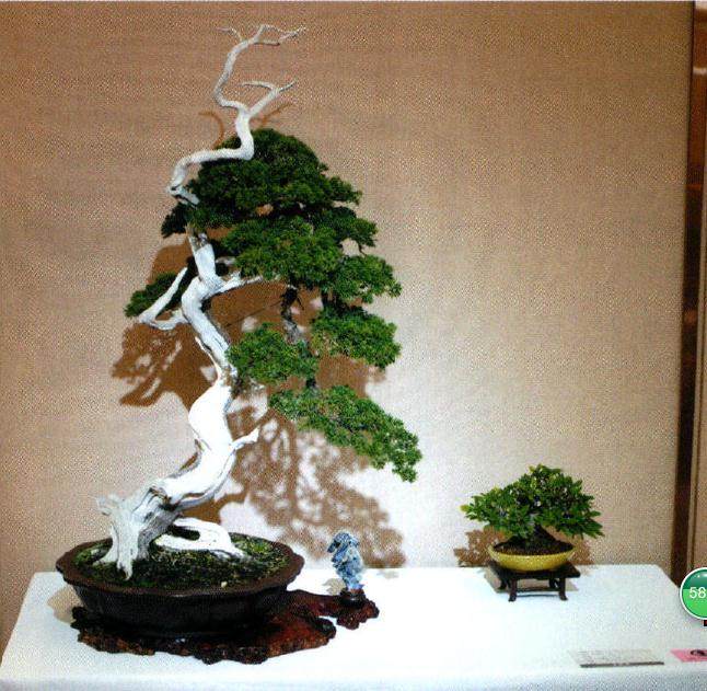 朵云轩&mdash;妙造自然盆景艺术展在上海成功举办