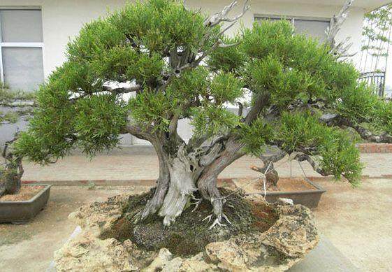 老桩盆景造型怎样用盆最好