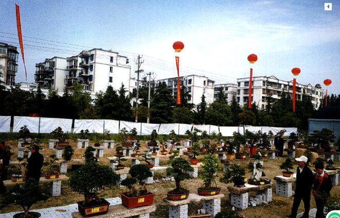 2017襄阳市第一届盆景技艺交流会