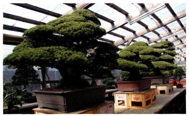 2017年 第八届世界盆景大会在日本琦玉县盛大举行