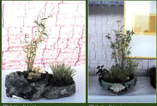 南靖县第八届兰花营蒲展系列活动在南靖县文化中心开幕