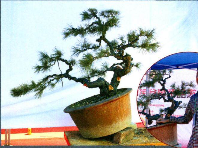 207年昆明&lsquo;世博杯&rsquo;中国盆景精品邀请展&rdquo;