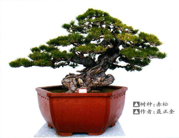 第二届精品盆景邀请展在新沂盆景创意小镇盛大开幕