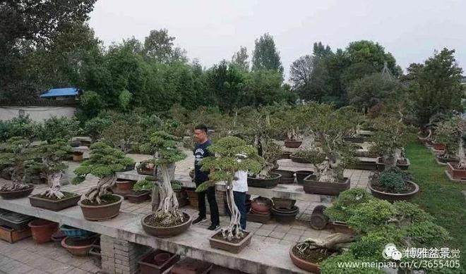 河南盆景协会会长禹端