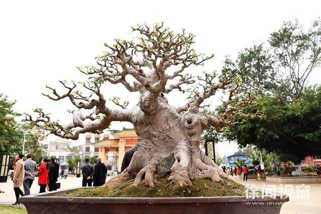 湛江市180件盆景艺术精品现身徐闻人民公园