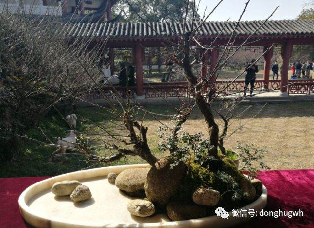 东湖风景区开展2018年职工迎新春艺术插花及写意盆景比赛