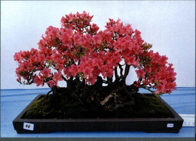 杜鹃盆景奇石根艺展在大院村隆重举办