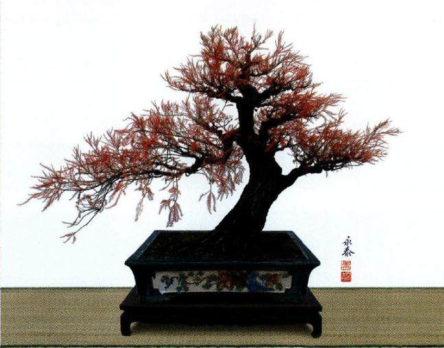 水松制作盆景的优良树种 做成多种造型