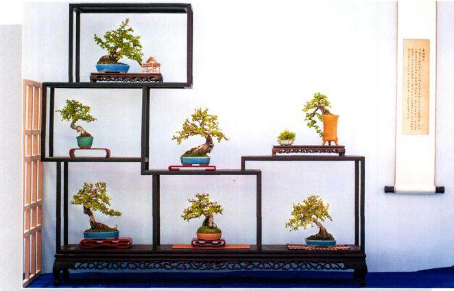 首届小品盆景展在陕西西安津东农博园成功举办