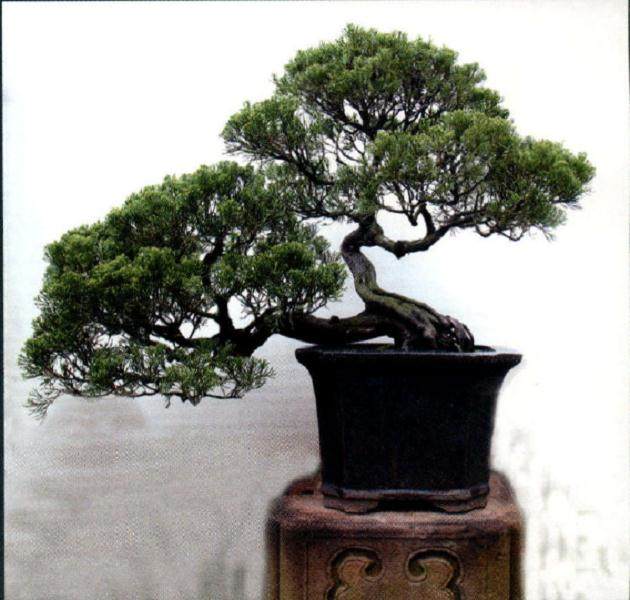 江西盆景展是江西盆景一次集中展示与检阅