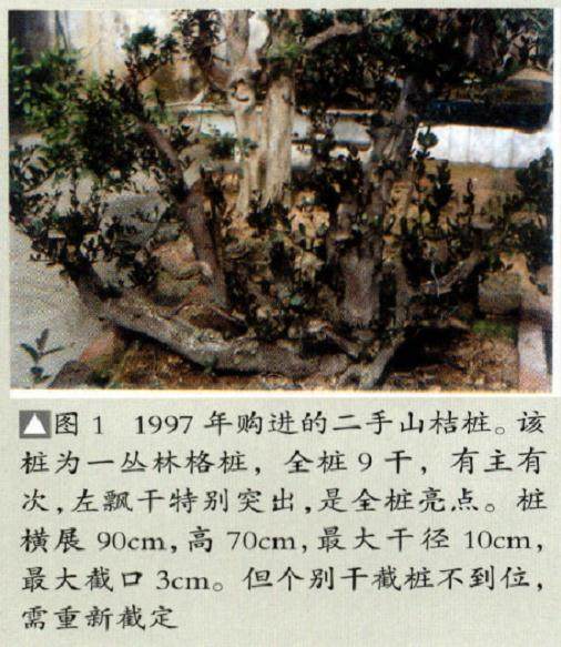 我是如何用18年时间将二手山桔桩制作成精美盆景的?