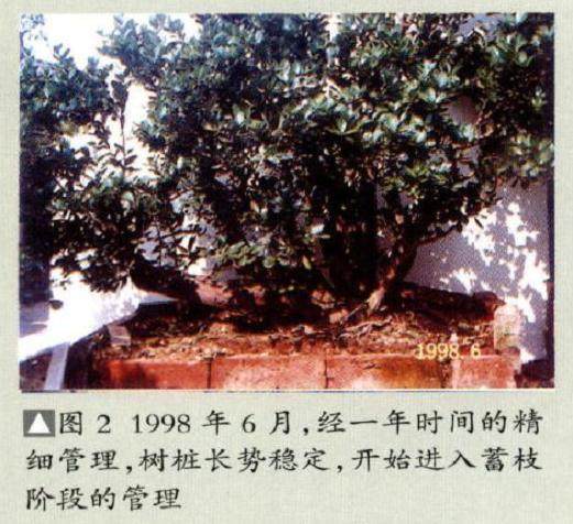 图解 18年制作山桔盆景的过程