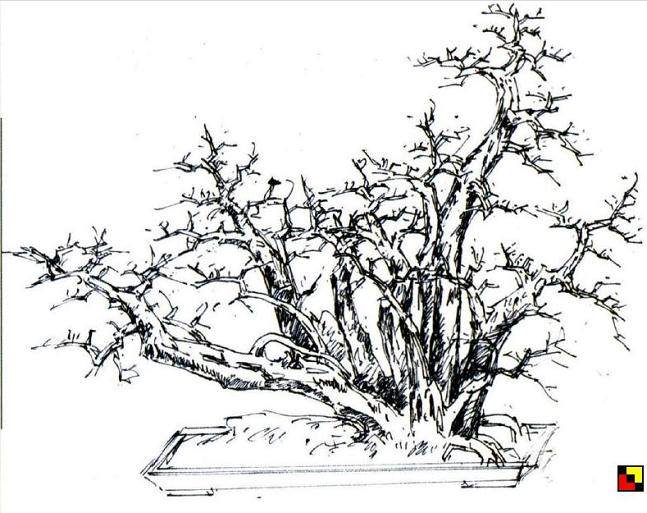 图解 18年制作山桔盆景的过程