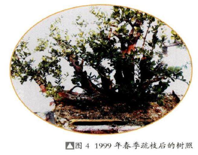 图解 18年制作山桔盆景的过程